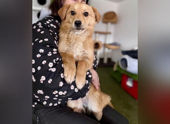 Junghund Milo sucht seine Menschen