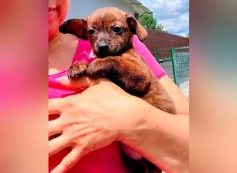 Nisha, kleines Mädchen sucht ihr großes Glück