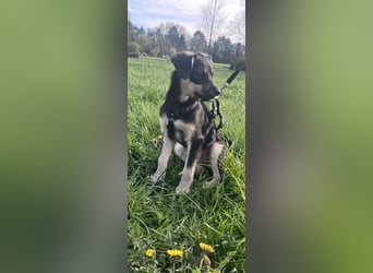 Kurti - Welpe sucht liebevolles Zuhause