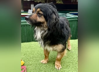 Zuckersüßes Mini Männlein Bailey