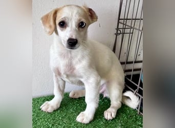 Susi – kleines Welpenmädchen sucht ihr Happy End