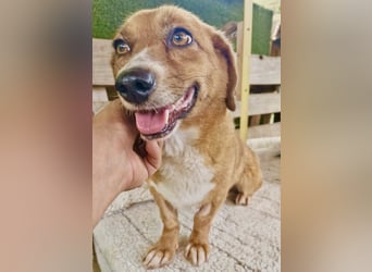 Tapsy, kleines Herz sucht Geborgenheit