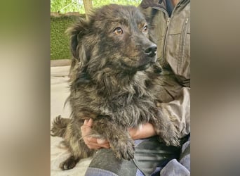 Eddie – kleine verletzte Seele sucht Menschen mit Herz und Geduld