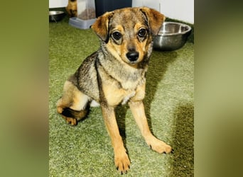 Zartes Hundemädchen Netty