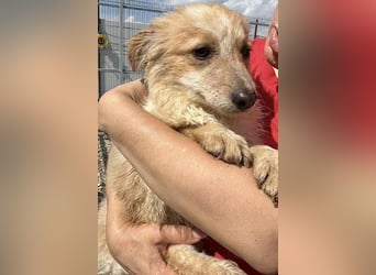 Lani – kleines Hundekind auf der Suche nach Geborgenheit