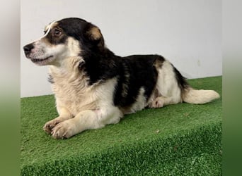 Dankbare, sanfte AIDA