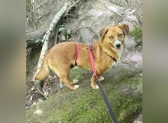 Kuschelmaus Tapsy sucht ihr Glück