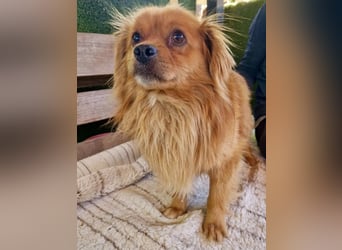 Bailey – kleiner Sonnenschein sucht sein Glück