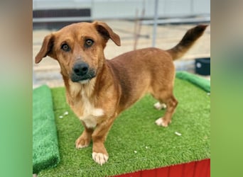 Sanfter Schmuser Wally sucht sein Zuhause