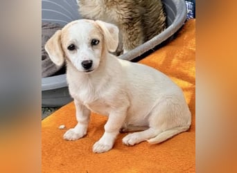 Susi – kleines Welpenmädchen sucht ihr Happy End