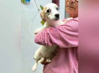 Susi – kleines Welpenmädchen sucht ihr Happy End