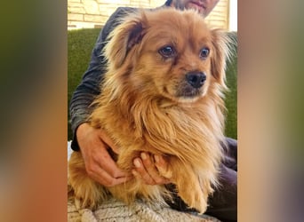 Bailey – kleiner Sonnenschein sucht sein Glück