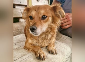 Kleine Leni sucht ein liebevolles Zuhause