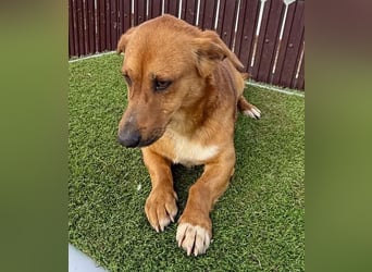 Sanfter Schmuser Wally sucht sein Zuhause