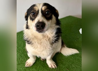 Dankbare, sanfte AIDA