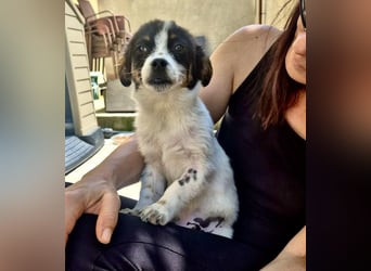 Angelo – kleiner Herzensbrecher sucht seine Familie