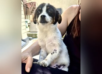 Angelo – kleiner Herzensbrecher sucht seine Familie