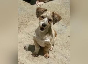 Carino – kleiner Herzenshund sucht seine Menschen