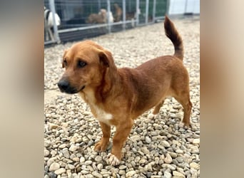 Sanfter Schmuser Wally sucht sein Zuhause