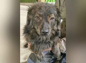 Eddie – kleine verletzte Seele sucht Menschen mit Herz und Geduld