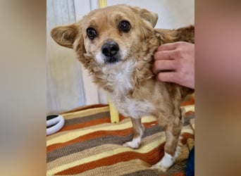 Liebe, kleine Schmusemaus Maya