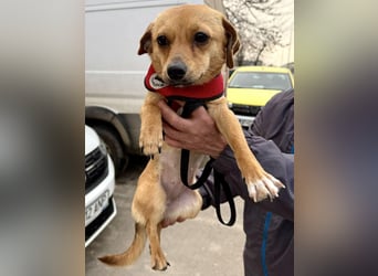 Katzenfreundliches Mini Mäuschen Stella