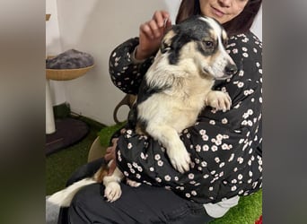 Dankbare, sanfte AIDA