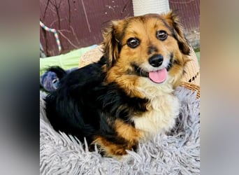 Mini Knutschkugel Kessie