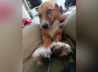 Kuschelmaus Tapsy sucht ihr Glück