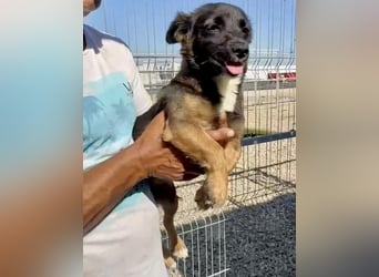 Lila – kleines Hundemädchen möchte endlich ankommen