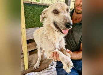 Willibald, freundlicher Bub sucht seine Familie