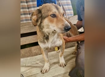 Leroy, ein sanfter kleiner Schatz sucht sein großes Glück.