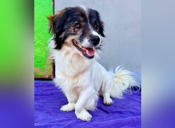 Rocky, kleines Männlein sucht seine Familie