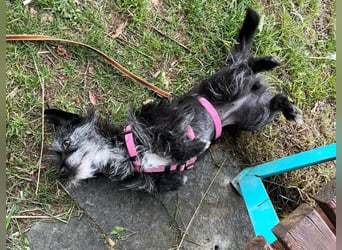 Fröhliche Terrier-Mix-Hündin Finja sucht liebevolles Zuhause