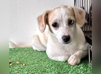 Susi – kleines Welpenmädchen sucht ihr Happy End