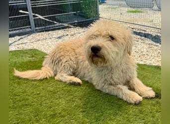 Cooper, plötzlich ist sein Zuhause weg...