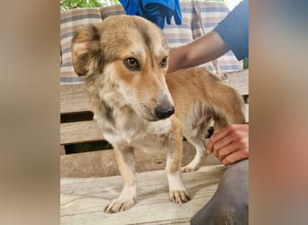 Leroy, ein sanfter kleiner Schatz sucht sein großes Glück.