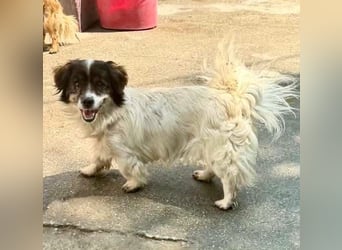 Rocky, kleines Männlein sucht seine Familie