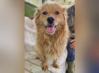 Socke – fröhlicher kleiner Grinsebär sucht sein Glück