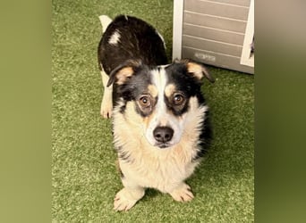 Dankbare, sanfte AIDA