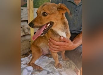 Souly, kleine Kämpferin sucht ihr Glück