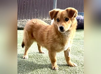 Junghund Milo sucht seine Menschen