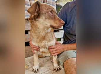 Sanfte Bambi sucht Menschen, die ihre Seele heilen