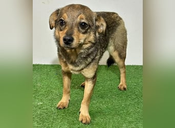 Zartes Hundemädchen Netty