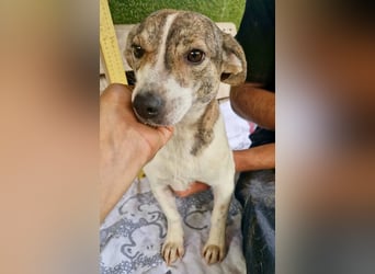 Lara, kleine Maus sucht wieder Liebe