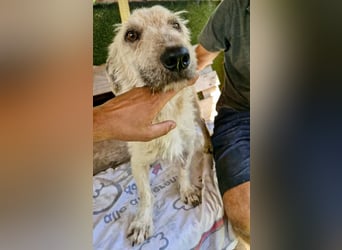 Willibald, freundlicher Bub sucht seine Familie