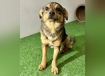 Zartes Hundemädchen Netty