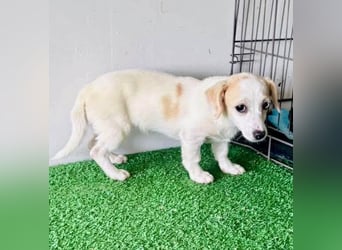 Susi – kleines Welpenmädchen sucht ihr Happy End