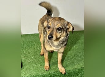 Zartes Hundemädchen Netty