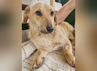 Chaplin – kleiner Hundemann sucht sein großes Glück